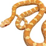 CB25 Creamsicle Corn Snake