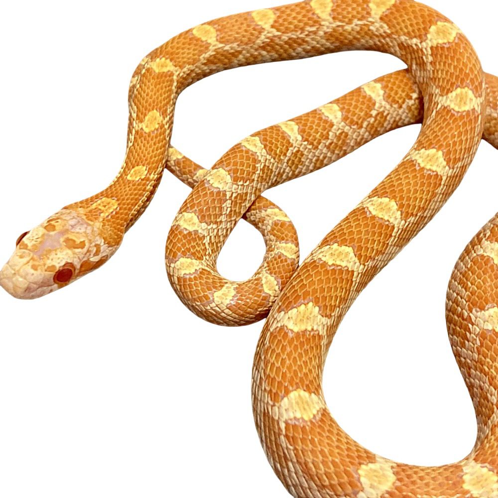 CB25 Creamsicle Corn Snake