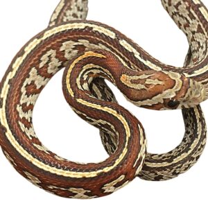 CB25 Miami Tessera Corn Snake