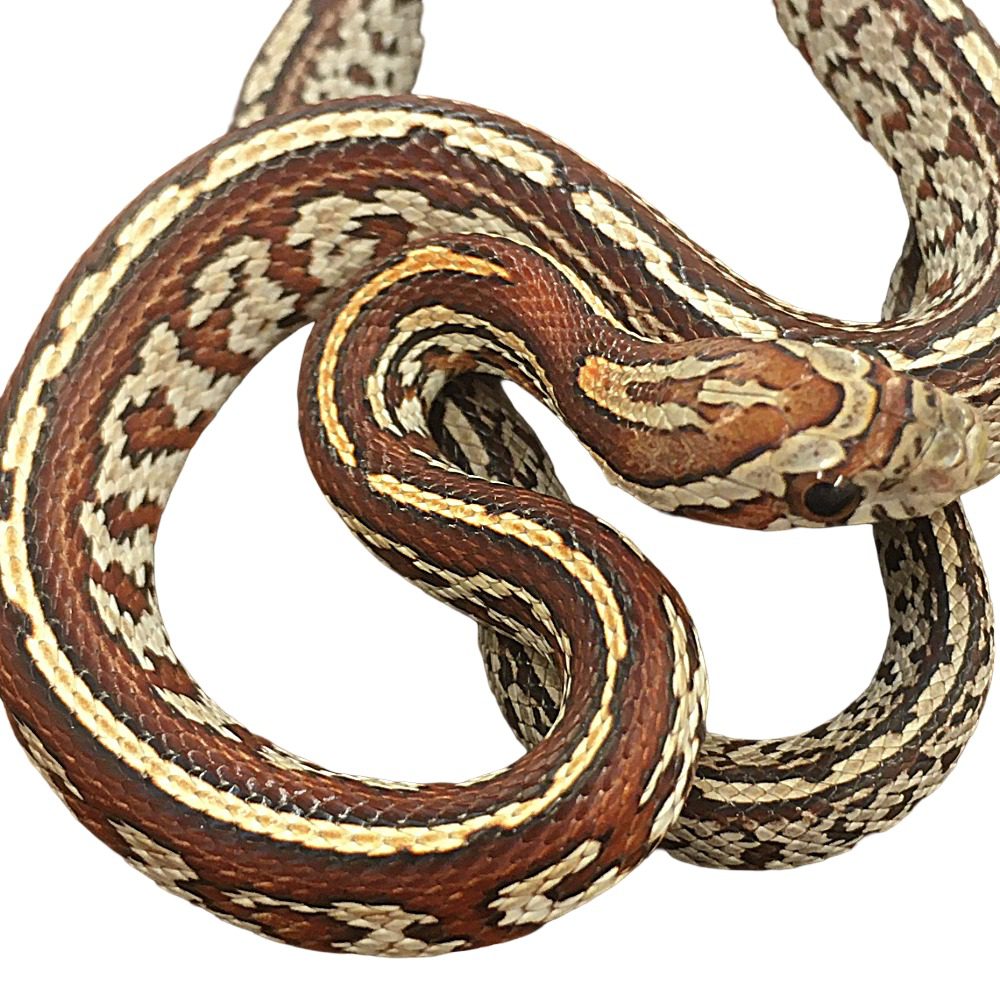CB25 Miami Tessera Corn Snake