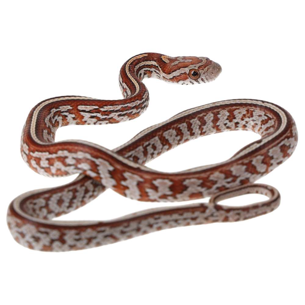 CB25 Miami Tessera Corn Snake