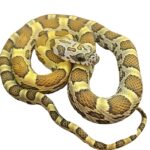 CB25 Honey Corn Snake