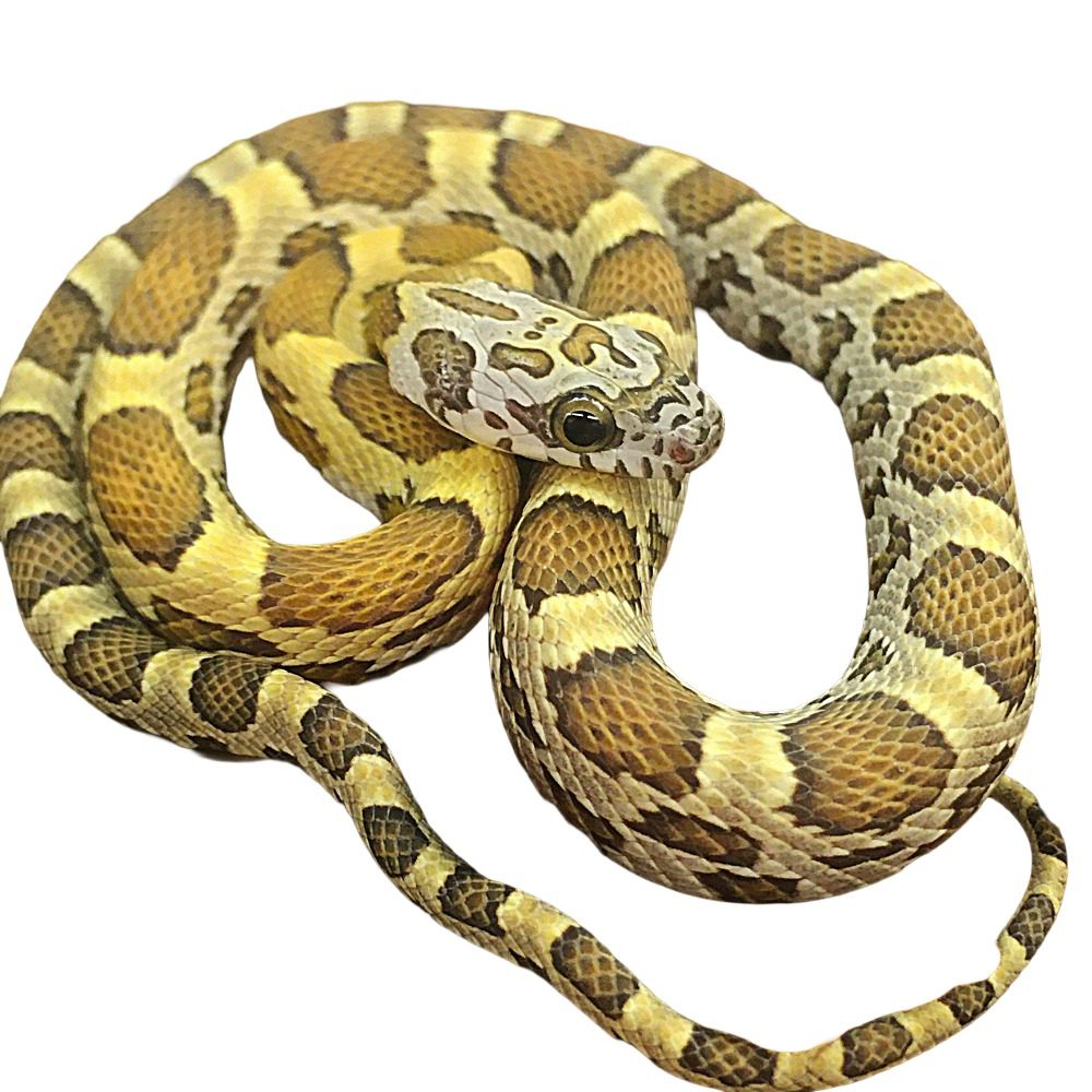 CB25 Honey Corn Snake