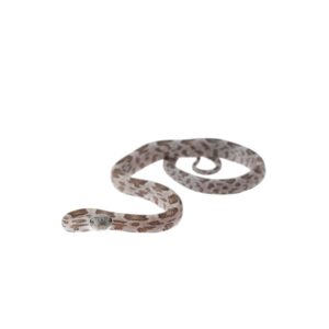 CB25 Honey Corn Snake