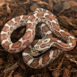 CB25 Honey Corn Snake