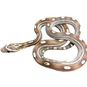 CB25 Caramel Motley Corn Snake