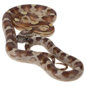 CB25 Caramel Motley Corn Snake