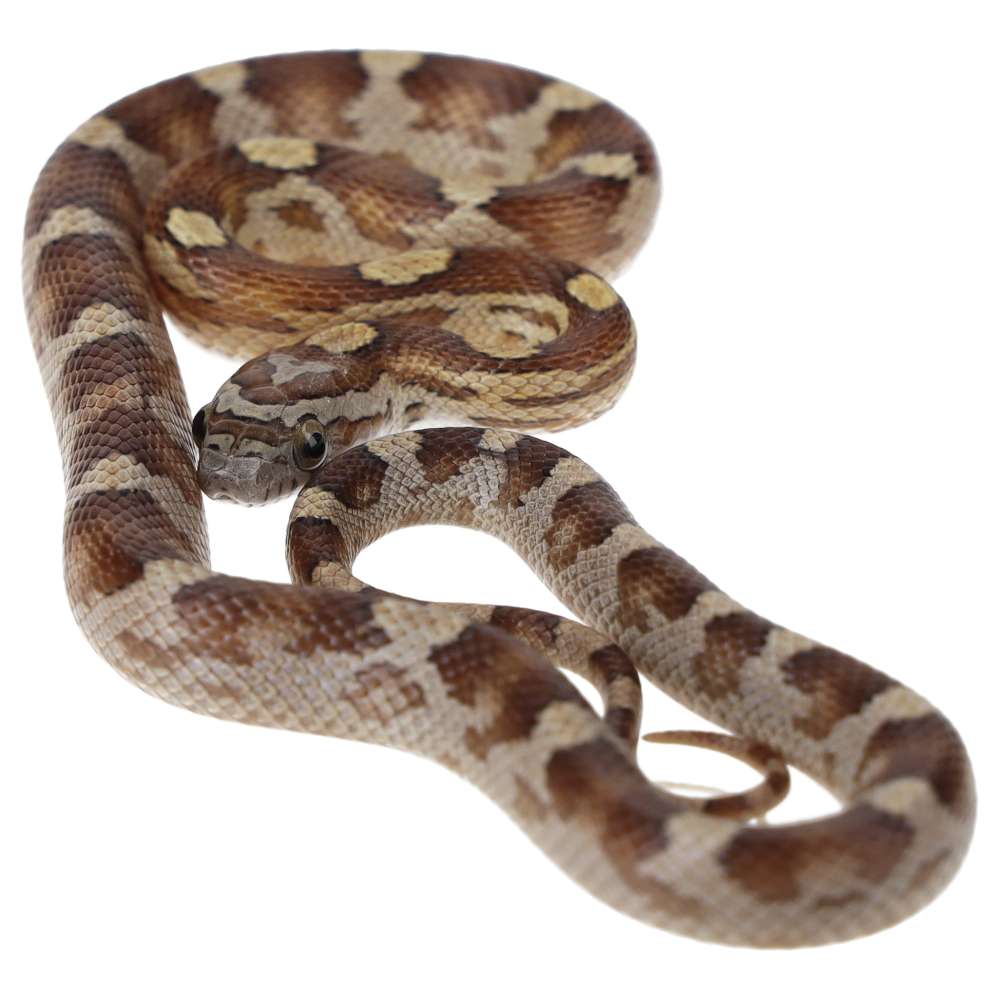 CB25 Caramel Motley Corn Snake