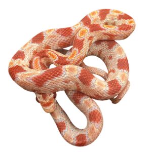 CB25 Reverse Okeetee Corn Snake