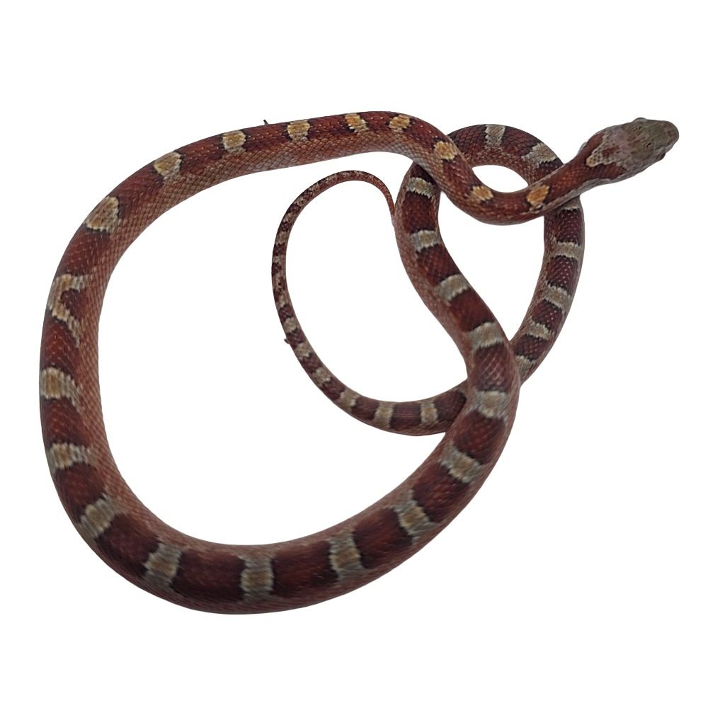 CB25 Pied Corn Snake