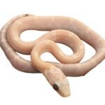 CB25 Cinder Sunkissed Corn Snake