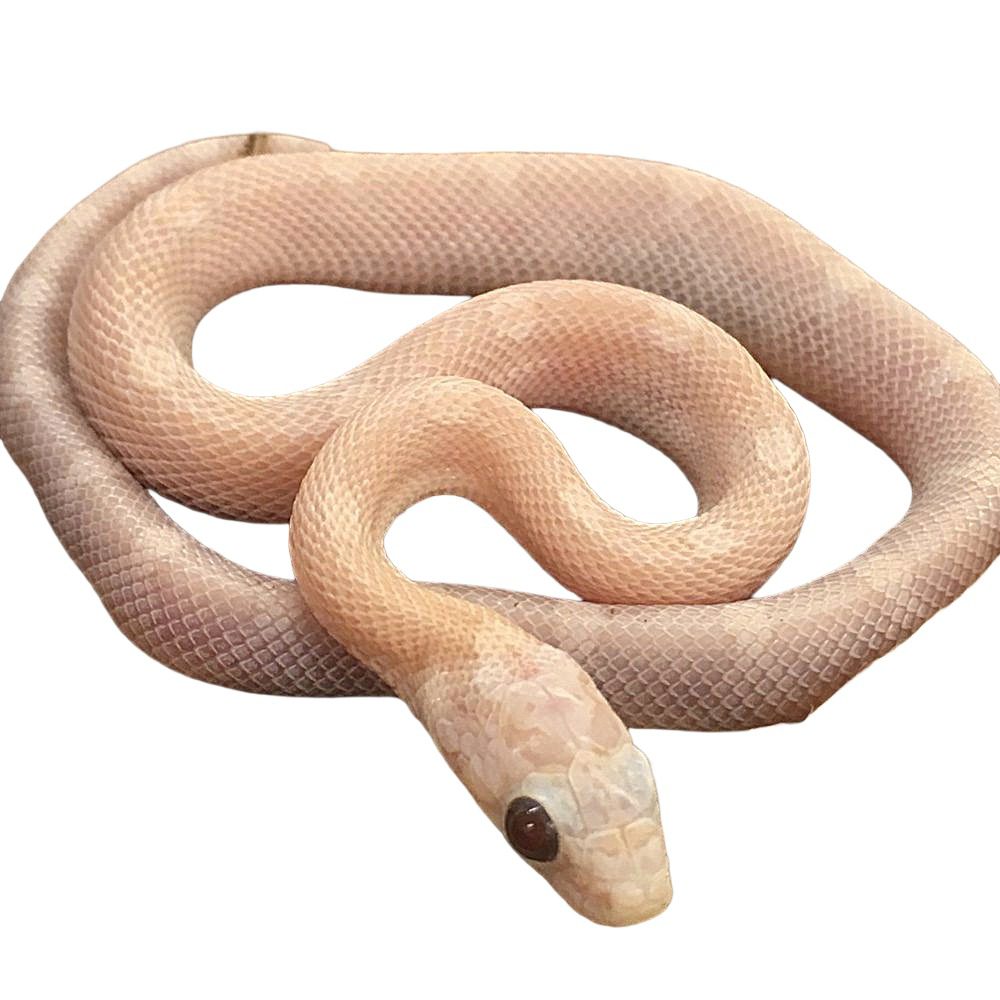 CB25 Cinder Sunkissed Corn Snake