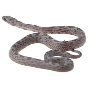 CB25 Cinder Sunkissed Corn Snake