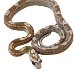 CB25 Gold Dust Motley Corn Snake