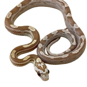 CB25 Gold Dust Motley Corn Snake