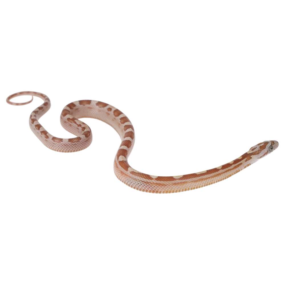 CB25 Gold Dust Motley Corn Snake