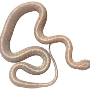 CB25 Snow Tessera Corn Snake