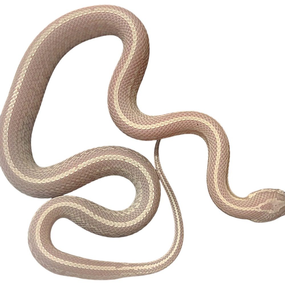 CB25 Snow Tessera Corn Snake