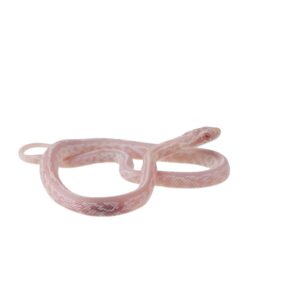 CB25 Snow Tessera Corn Snake