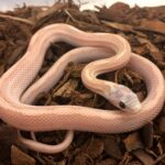 CB26 Snow Tessera Corn Snake