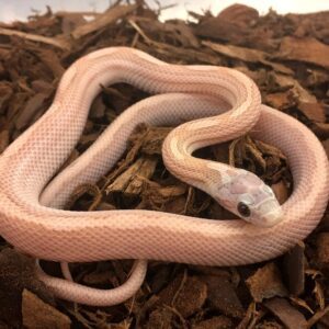CB25 Snow Tessera Corn Snake