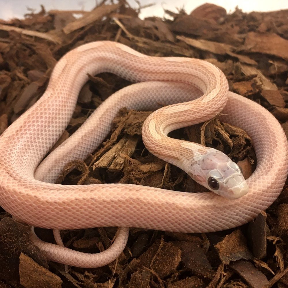 CB25 Snow Tessera Corn Snake