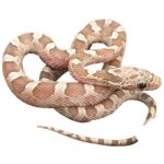 CB25 Hypo Granite Corn Snake