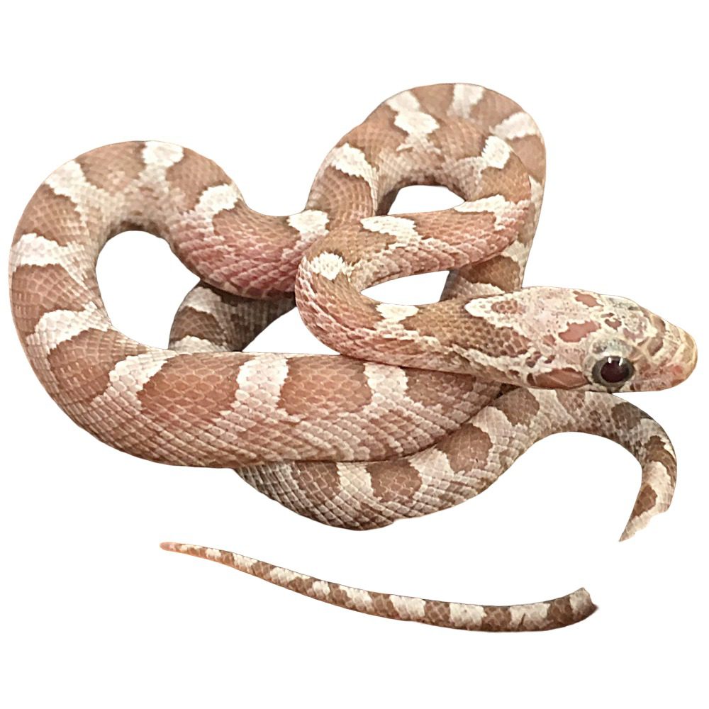 CB25 Hypo Granite Corn Snake