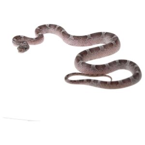 CB25 Hypo Granite Corn Snake