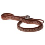 CB25 Striped Tessera Corn Snake