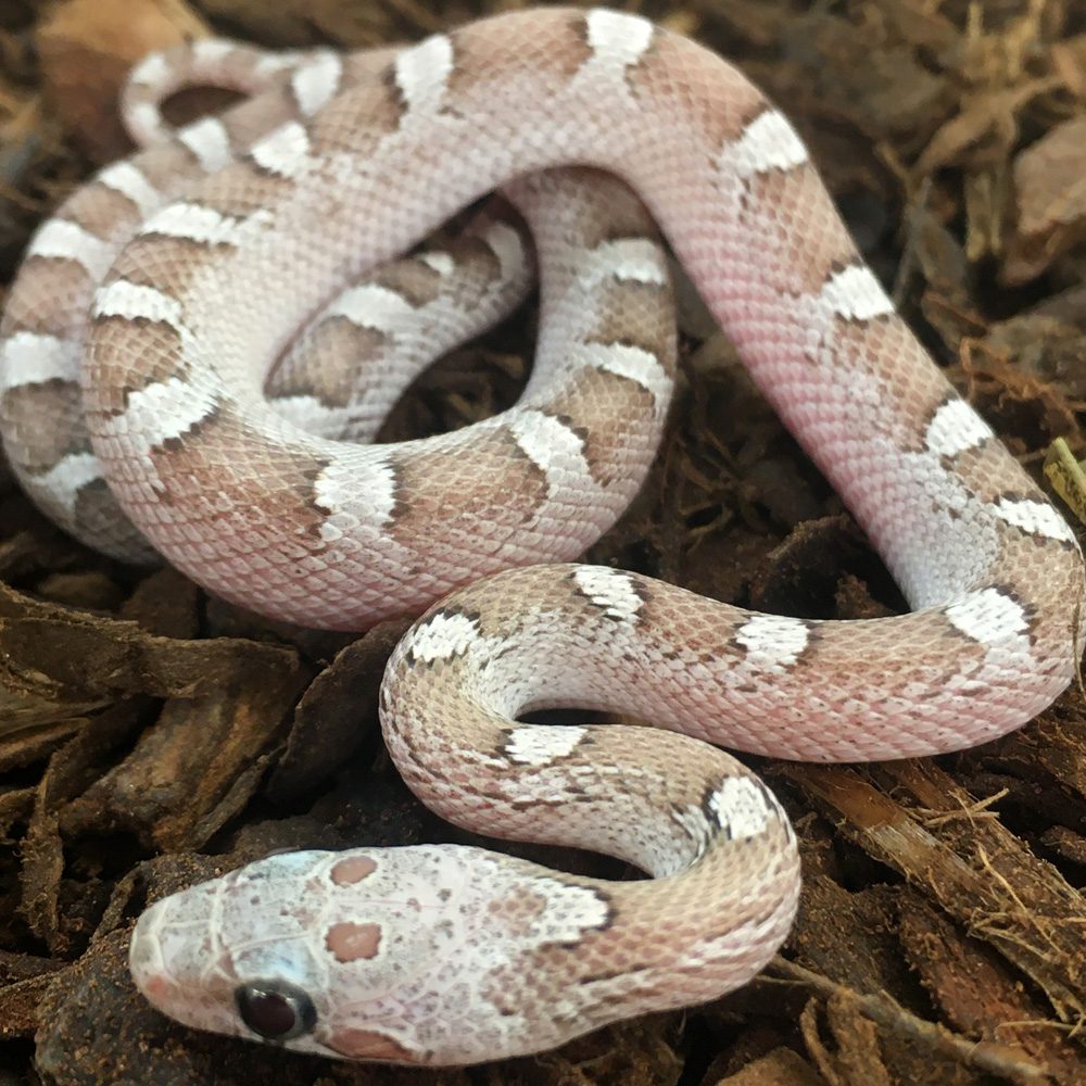 CB24 Hypo Pewter Corn Snake