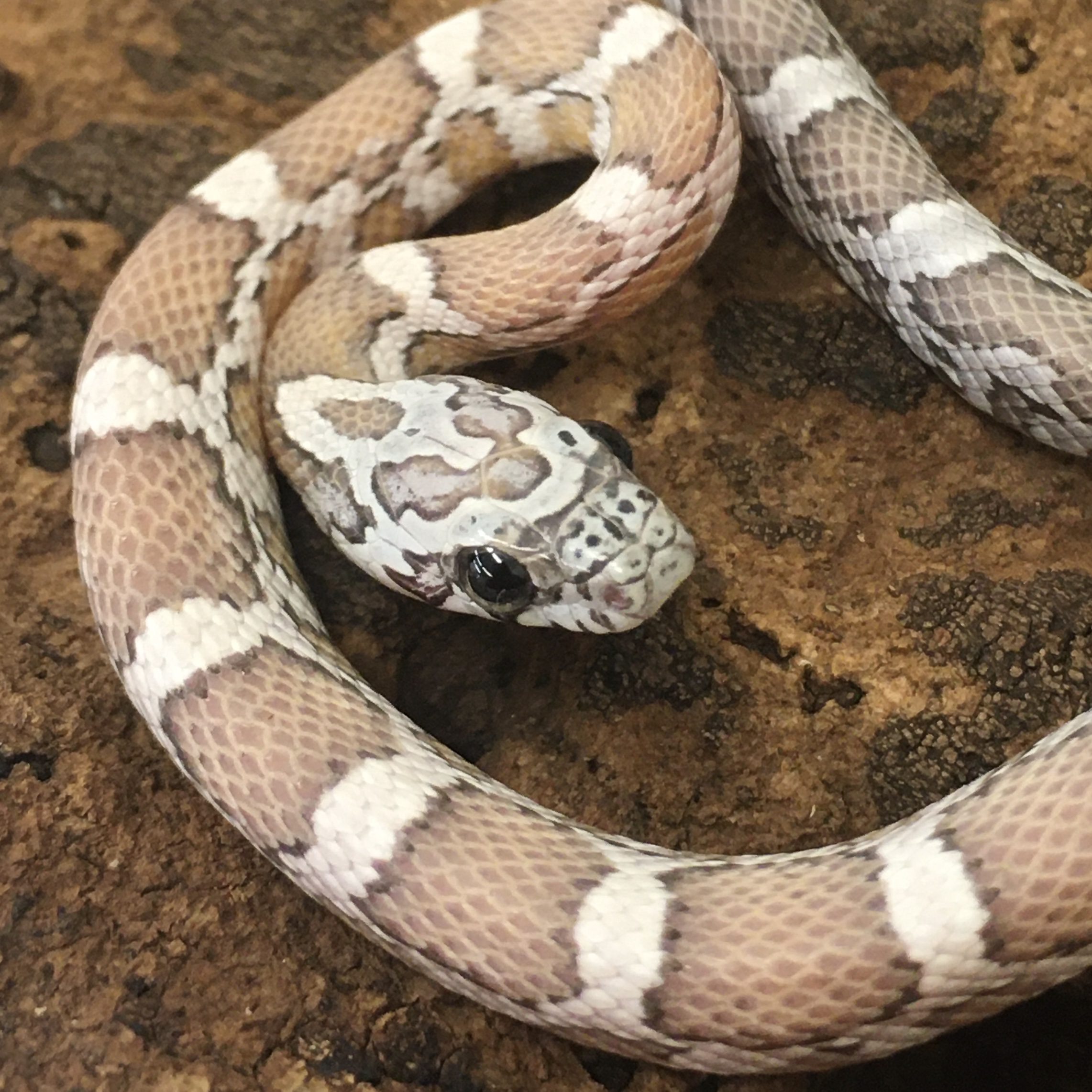 CB24 Sunkissed Ghost Corn Snake