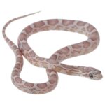 CB25 Ultra Ghost Corn Snake