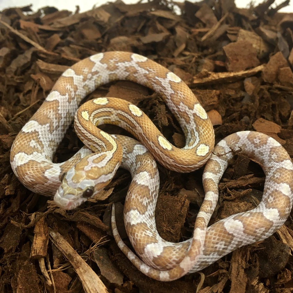 CB24 Topaz Corn Snake