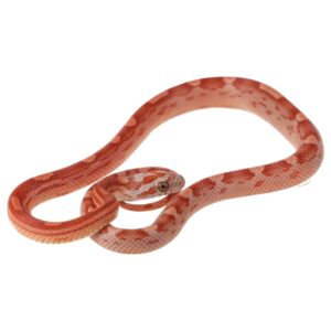 CB25 Hypo Motley Corn Snake