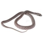 CB25 Granite Tessera Corn Snake