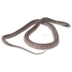 CB25 Granite Tessera Corn Snake