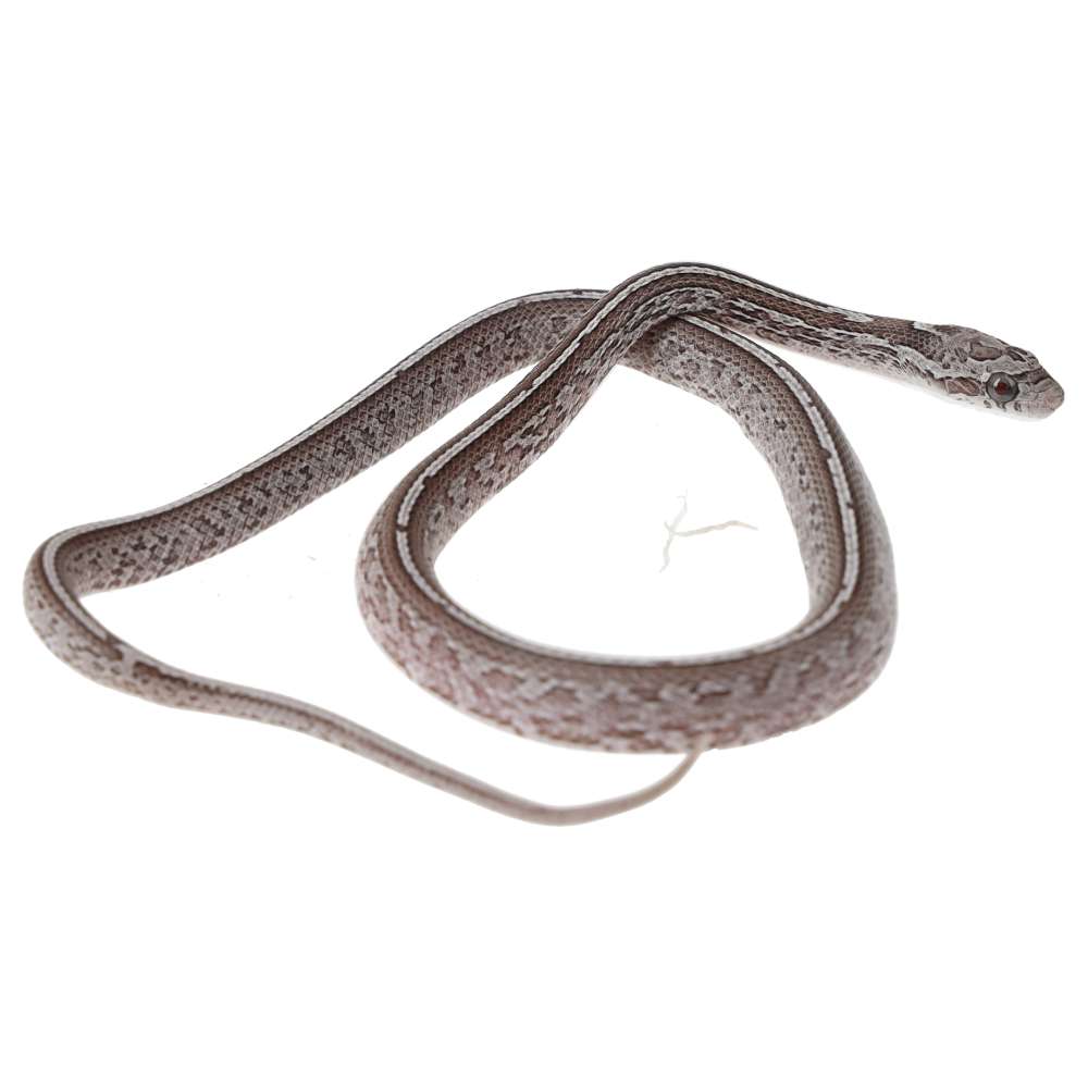 CB25 Granite Tessera Corn Snake