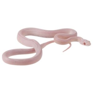 CB25 Snow Stripe Corn Snake