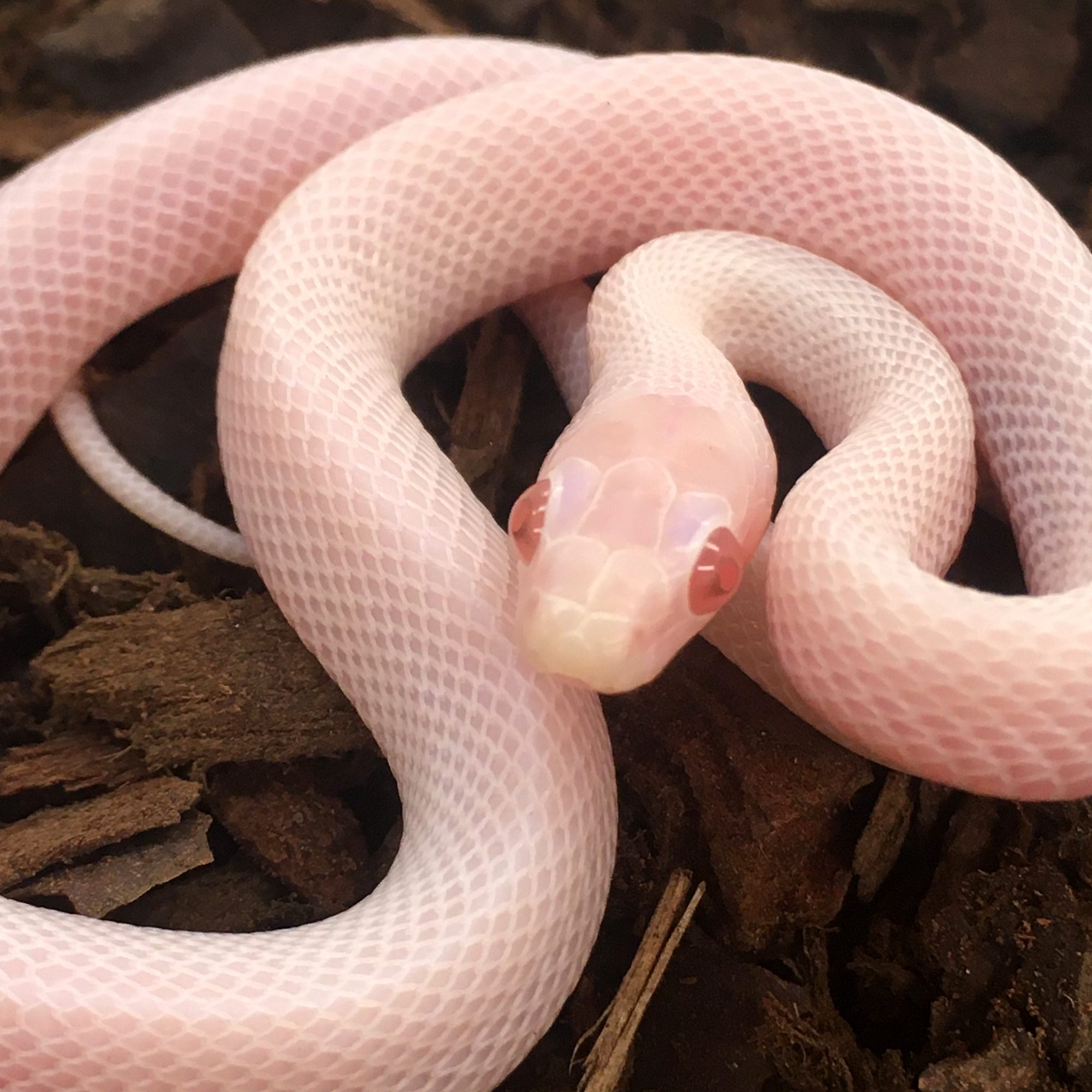 CB24 Whiteout Corn Snake - PB