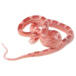 CB25 Amel Motley Corn Snake