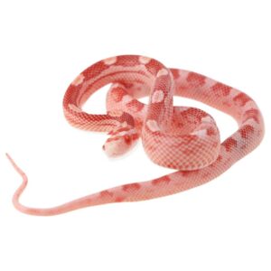 CB25 Amel Motley Corn Snake