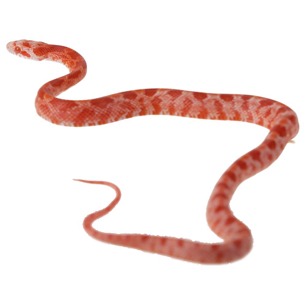 CB25 Amel Blood Corn Snake