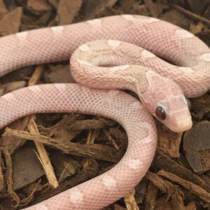 CB24 Platinum Bloodred Corn Snake
