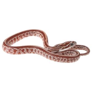 CB25 Terrazzo Corn Snake