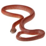 CB25 Hypo Terrazzo Corn Snake