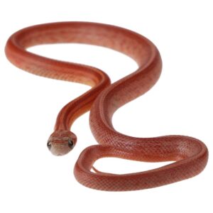 CB25 Hypo Terrazzo Corn Snake