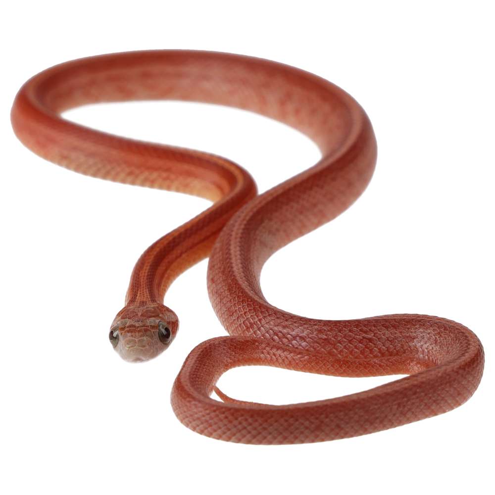 CB25 Hypo Terrazzo Corn Snake