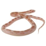 CB25 Butter Motley Corn Snake