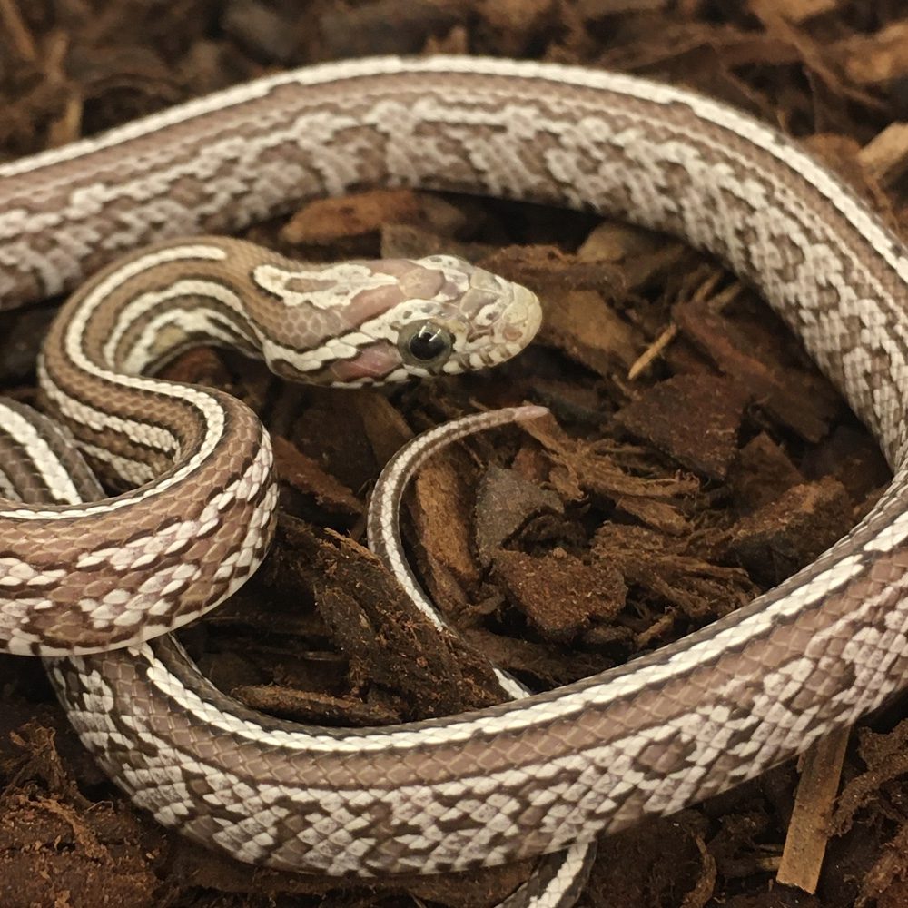 CB24 Ghost Tessera Corn Snake